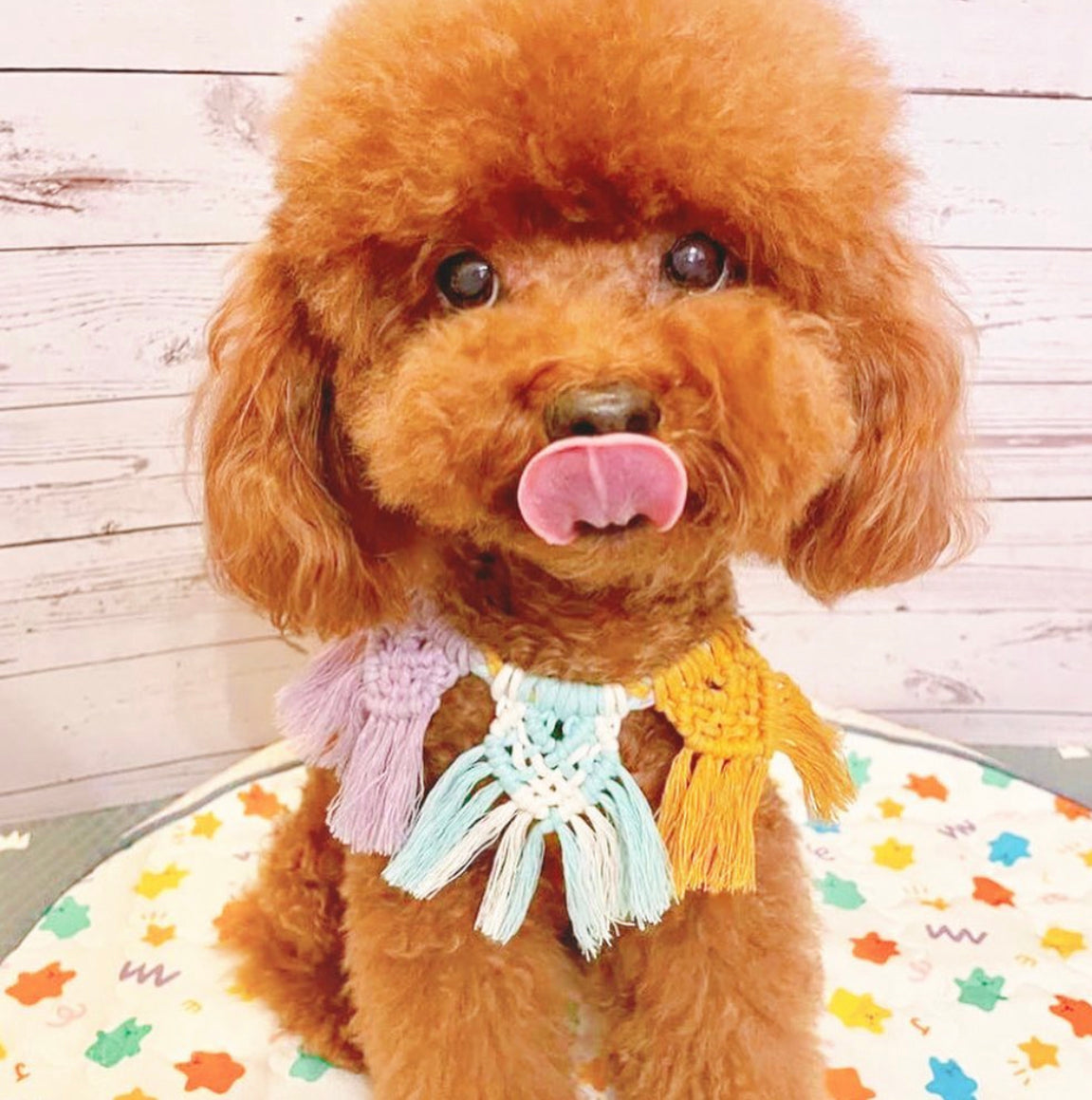 PMQ: Dog Bandana Workshop (~3Hr)